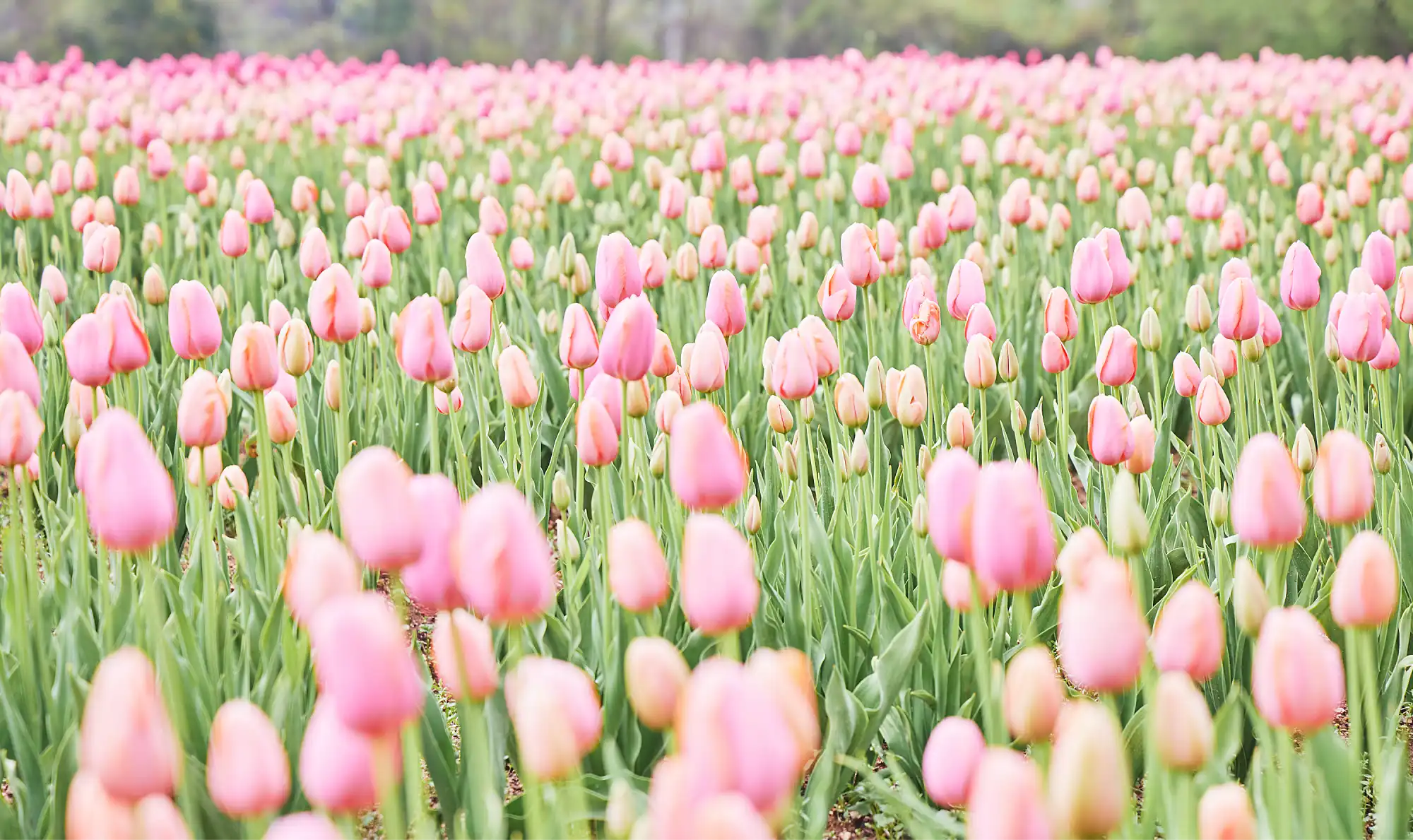a field of pink tulips