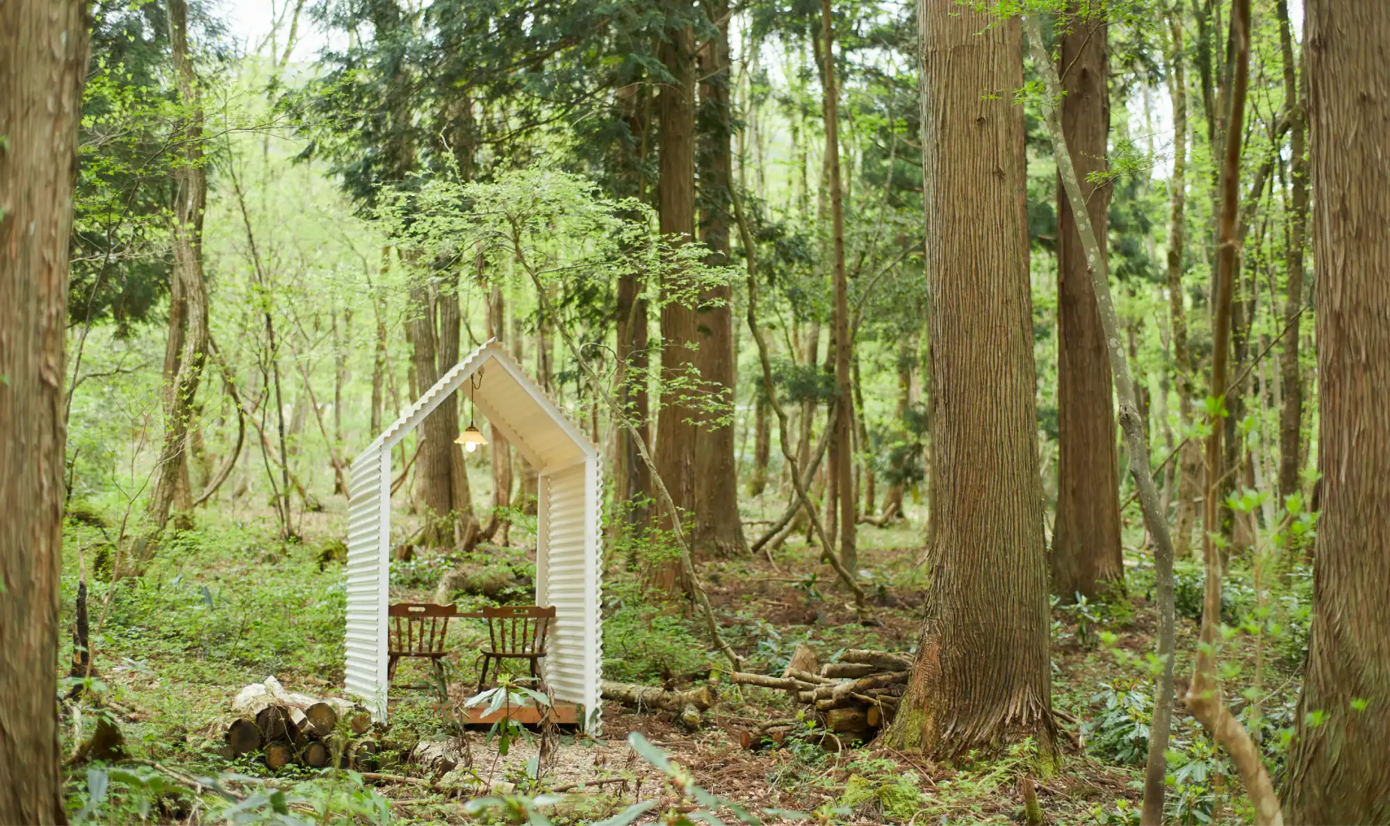 a white structure in the woods