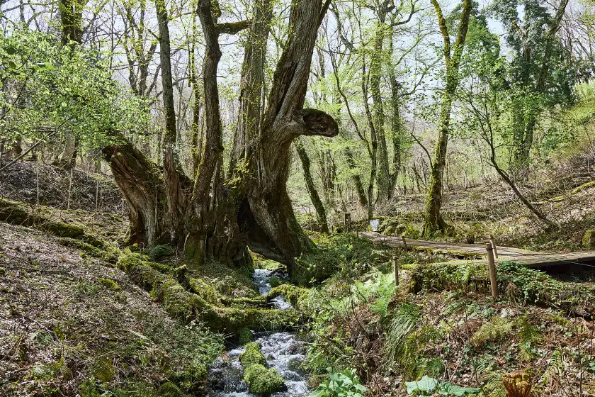a stream running through a forest