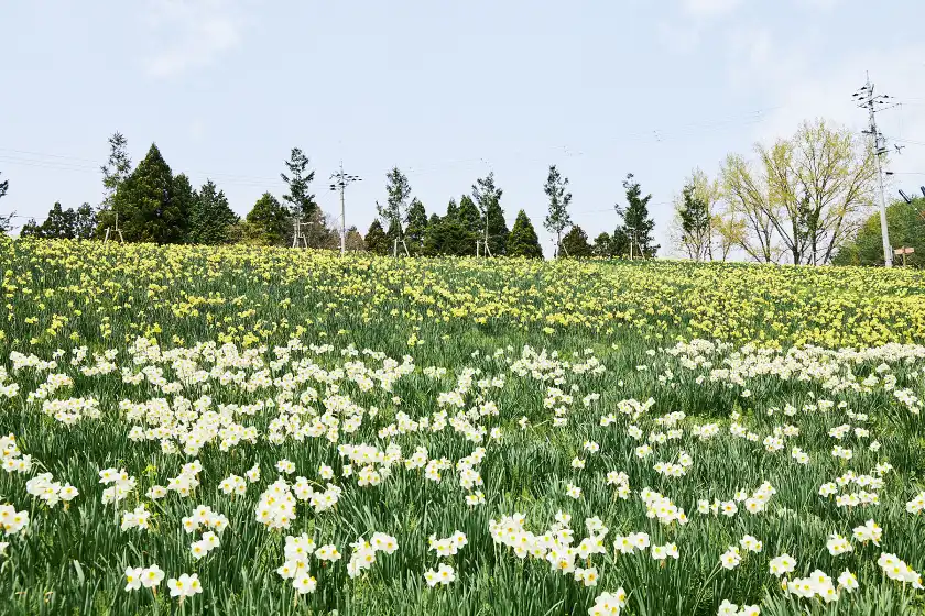 a field of flowers and trees