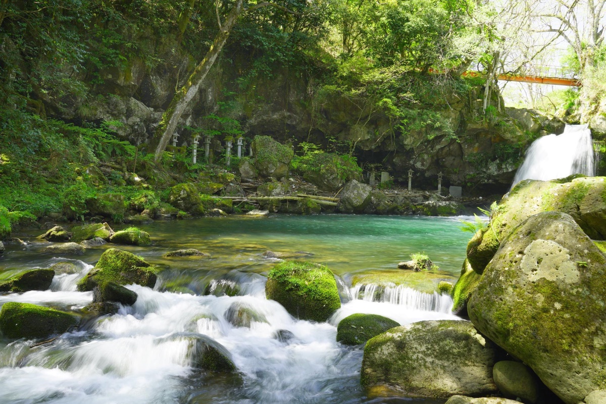 a river flowing through a forest