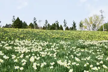 a field of flowers and trees