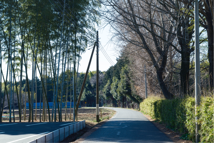 a road with trees and power lines