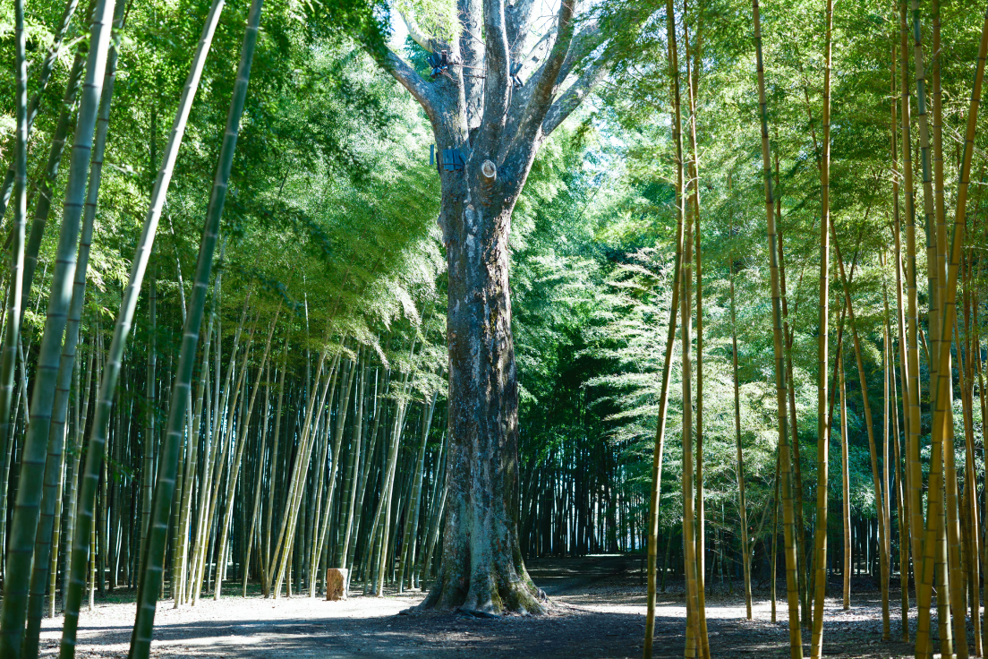 a tree in a forest