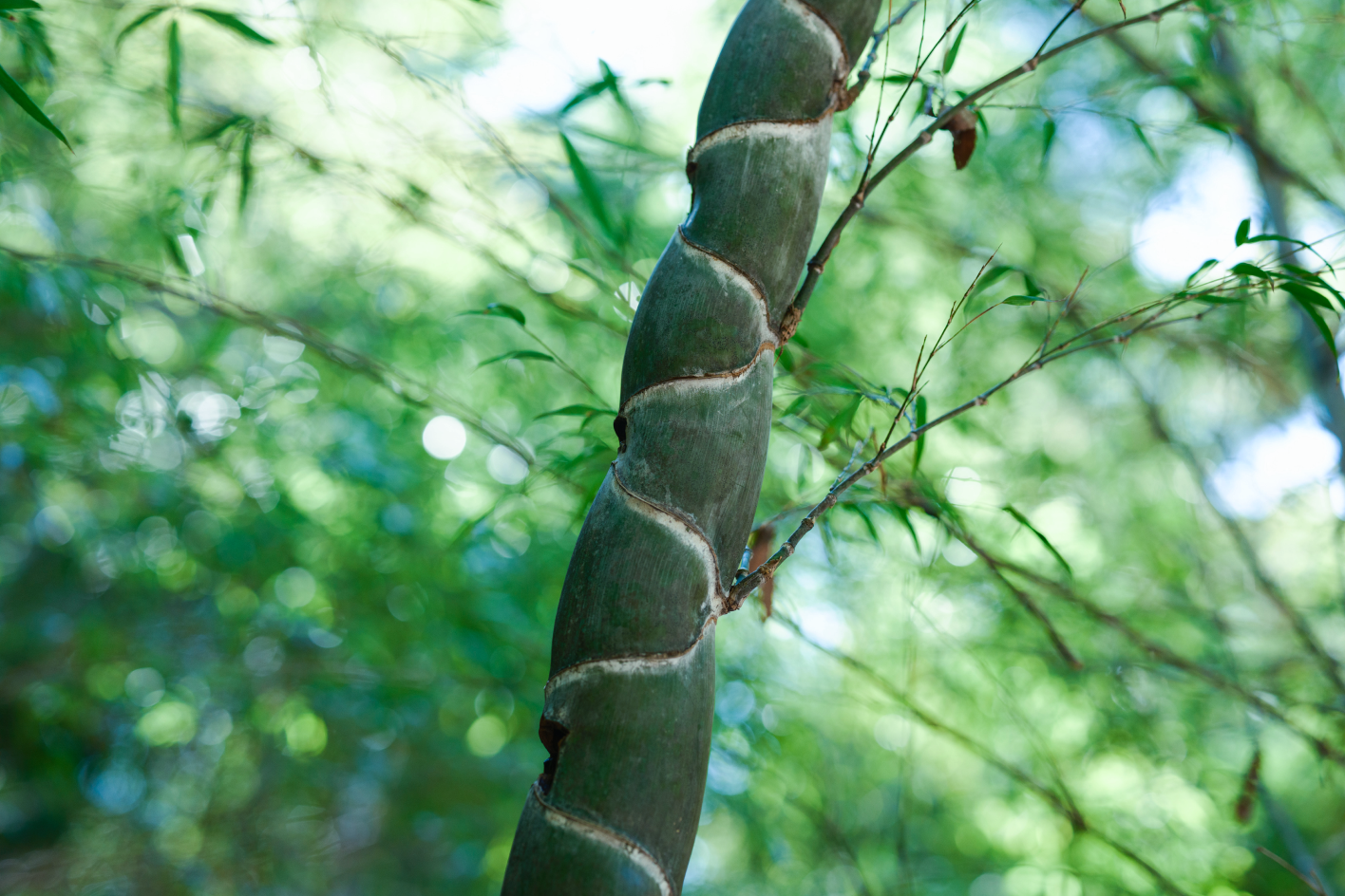a close up of a bamboo