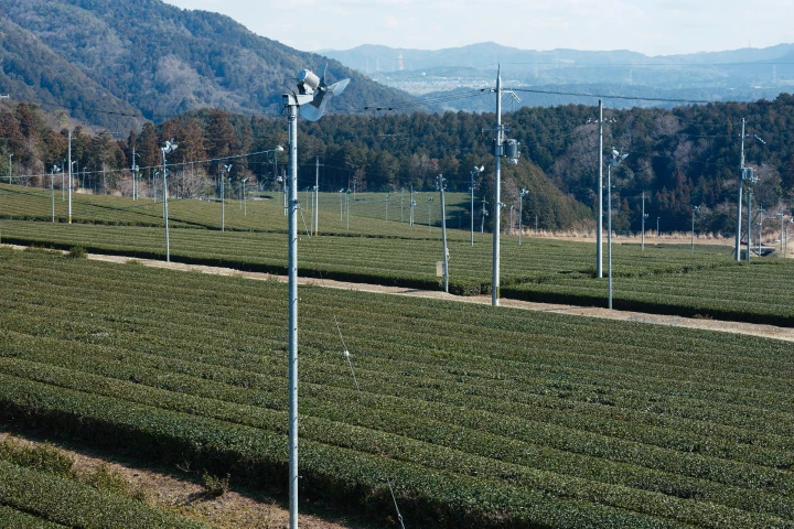 a large field of green plants with power lines