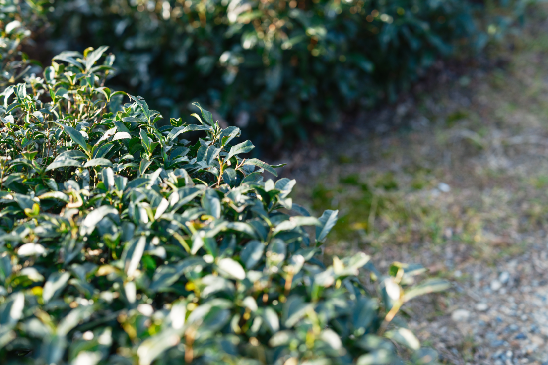a close up of a bush
