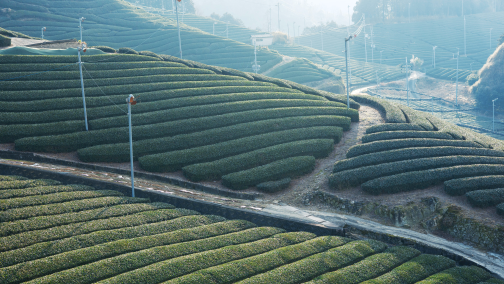 a green fields of tea