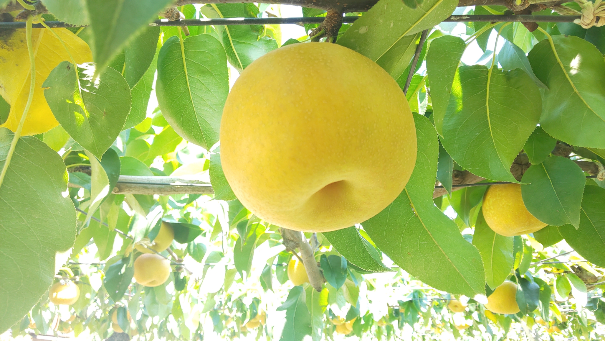 a yellow fruit on a tree