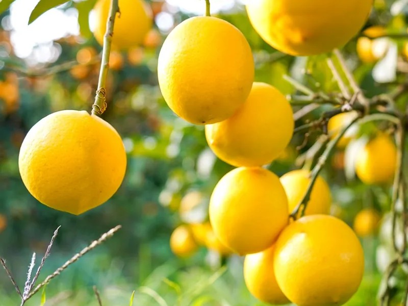 a group of yellow fruit on a tree