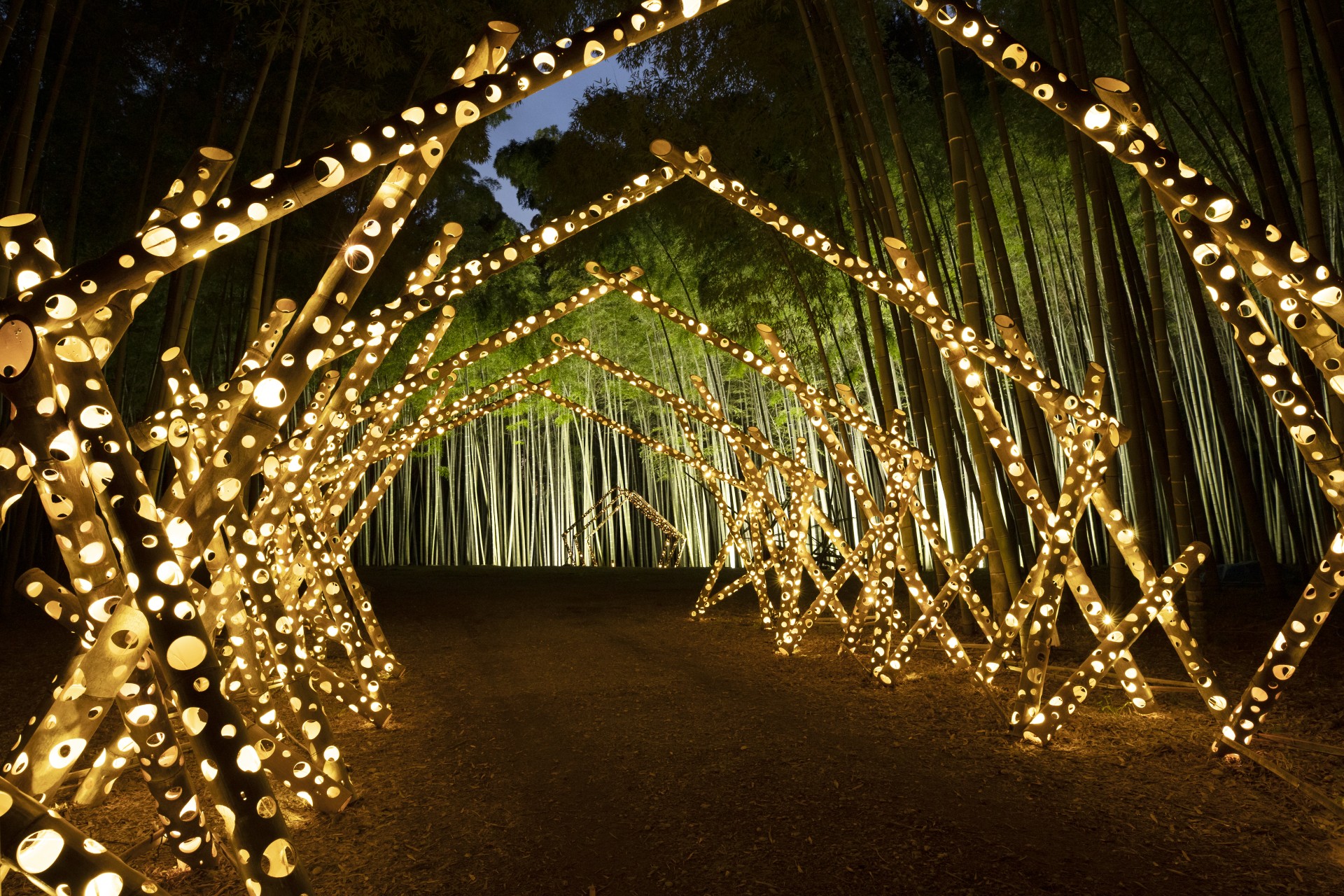 a group of trees with lights