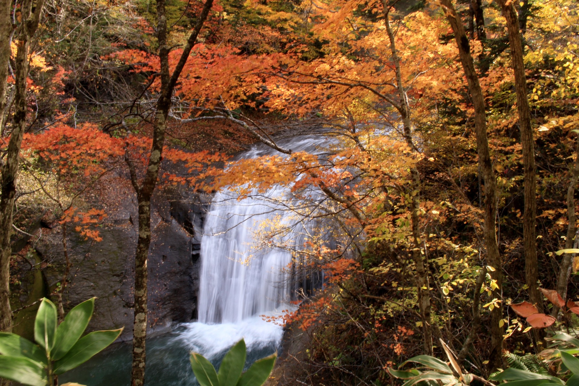 a waterfall surrounded by trees