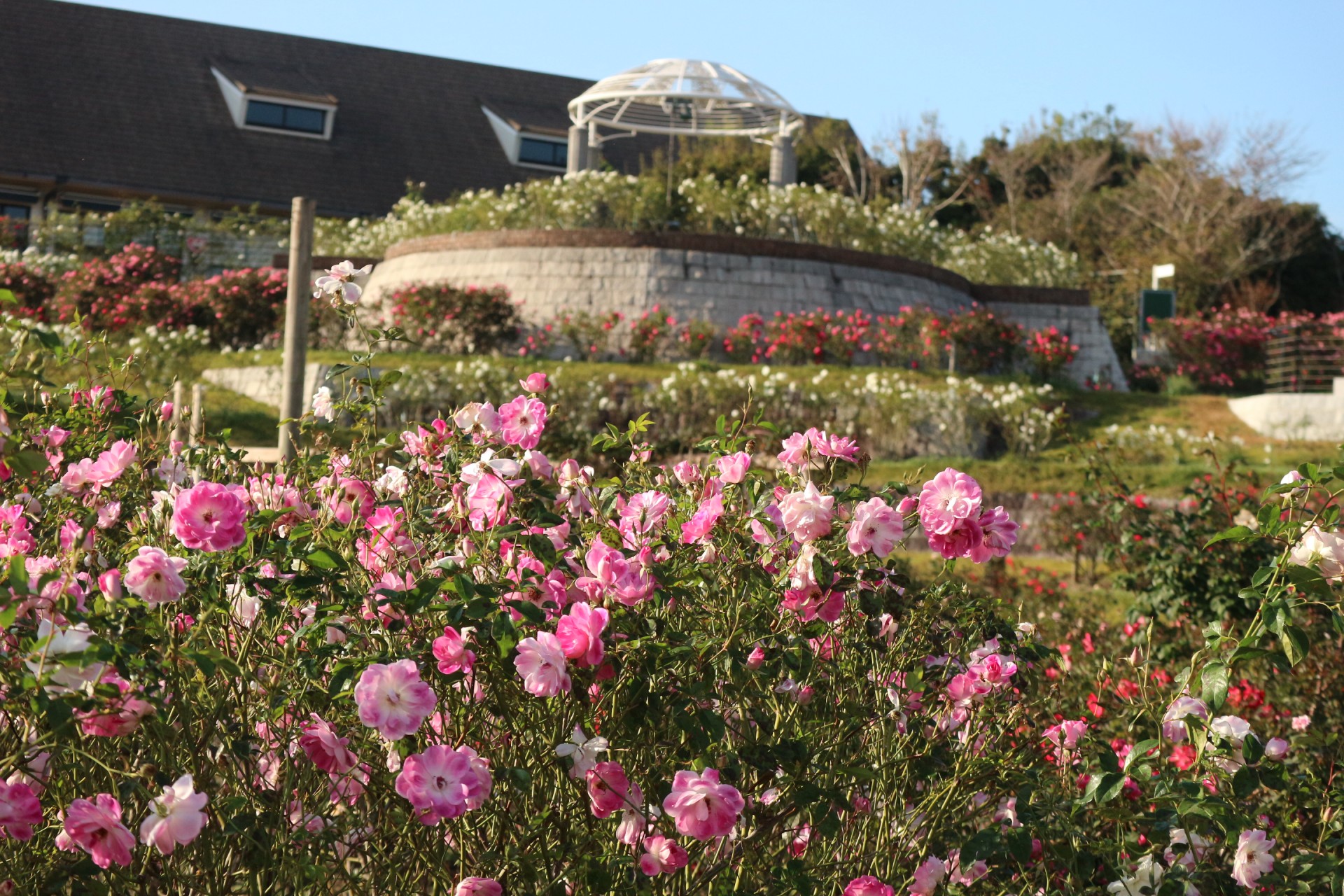 a garden with pink flowers and a building in the background