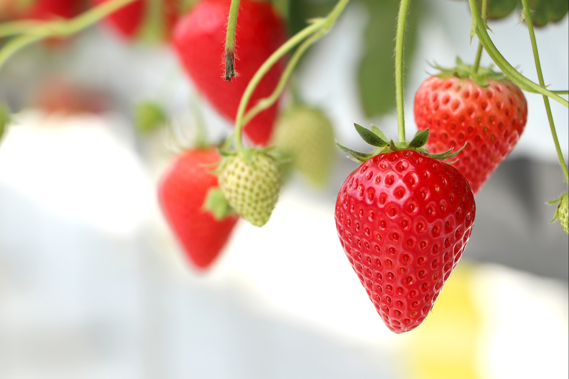 a group of strawberries on a plant
