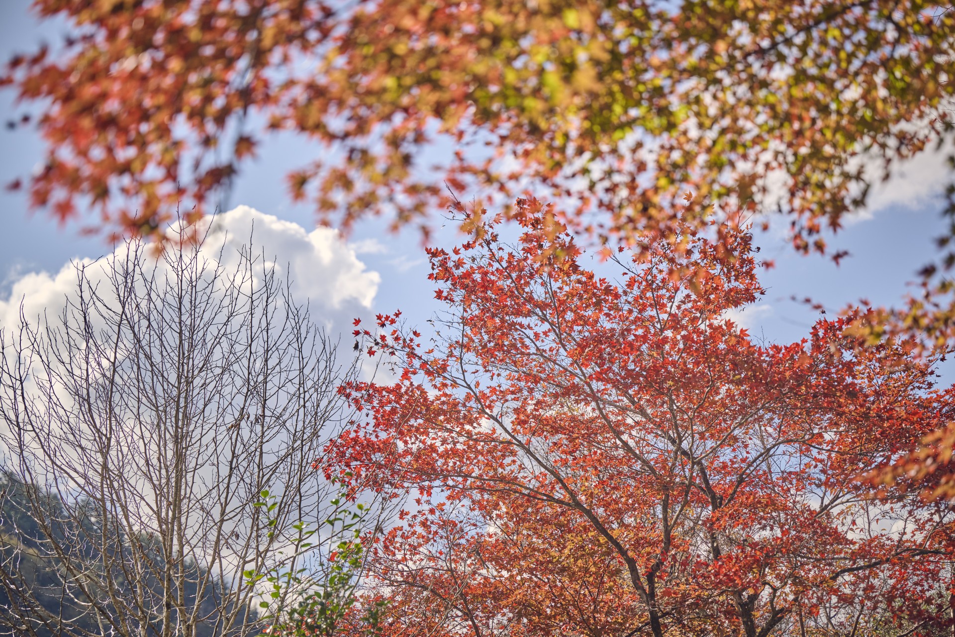 a group of trees with red leaves