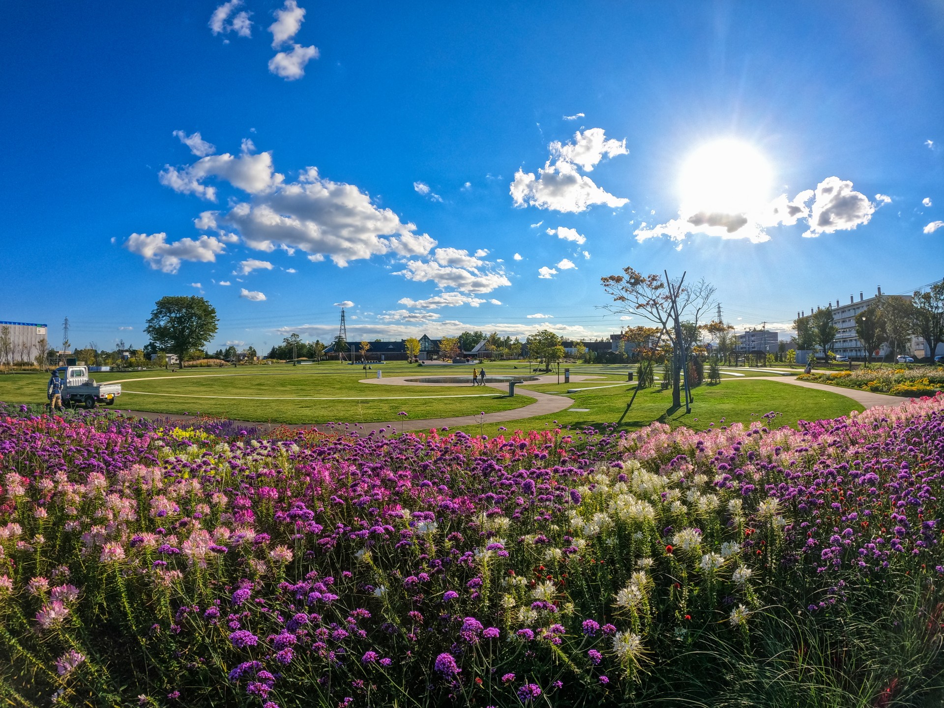 a field of flowers and grass