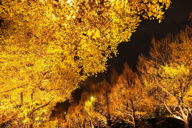 a group of trees with yellow leaves at night