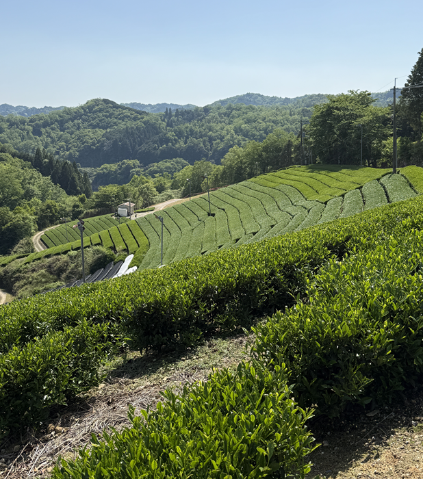  a green field with trees and hills in the background