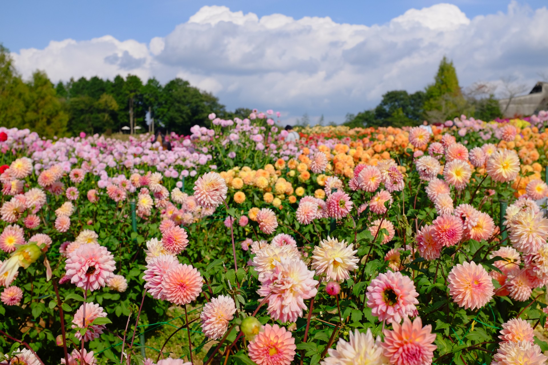 a field of flowers with people walking in the background