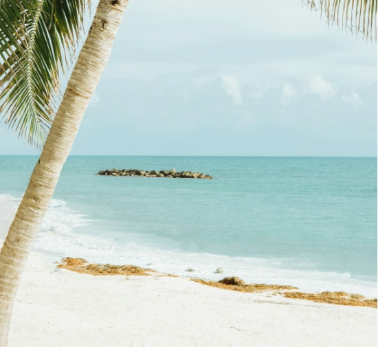 a palm tree on a beach