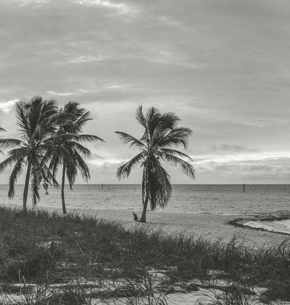 palm trees on a beach