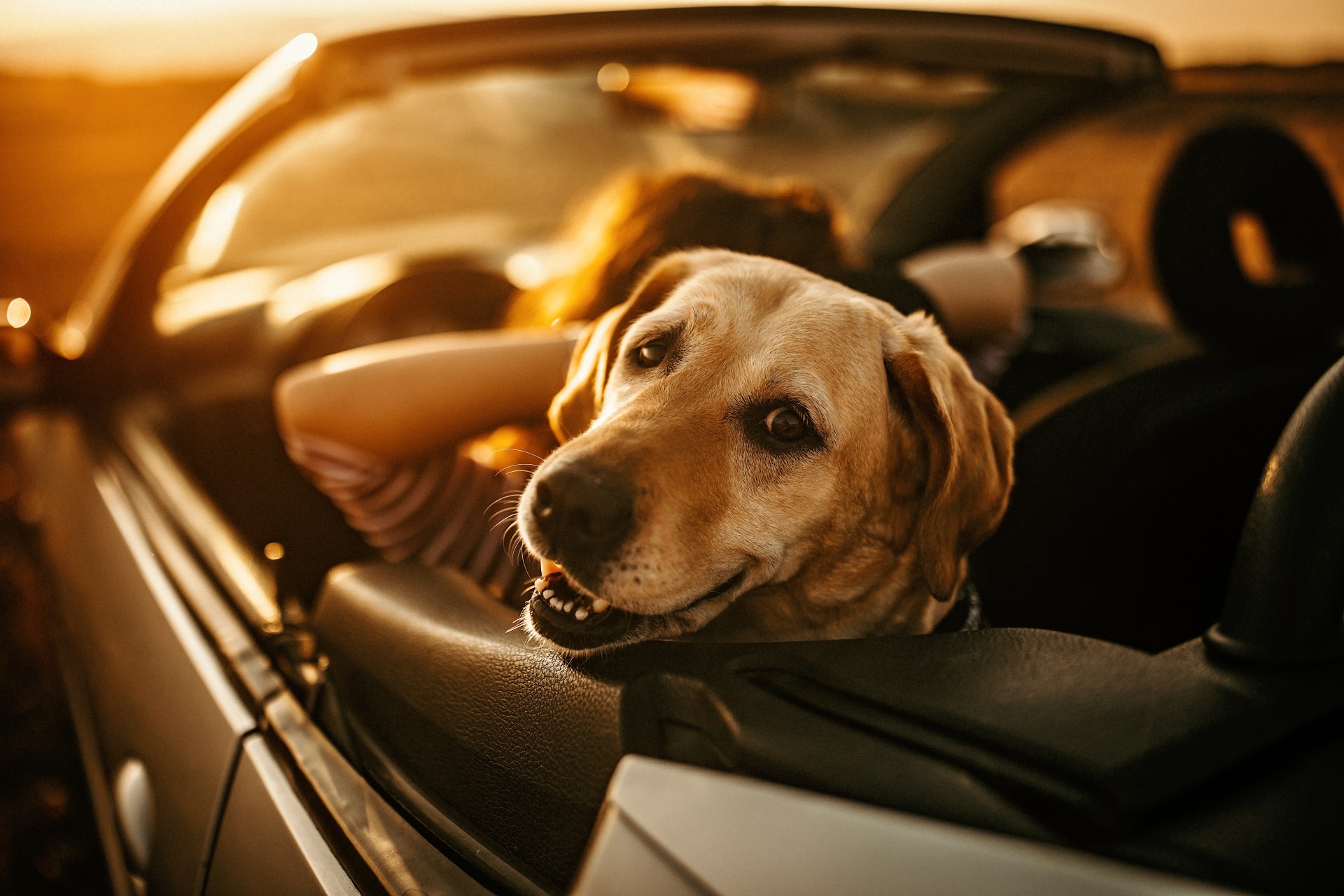 a dog in a car