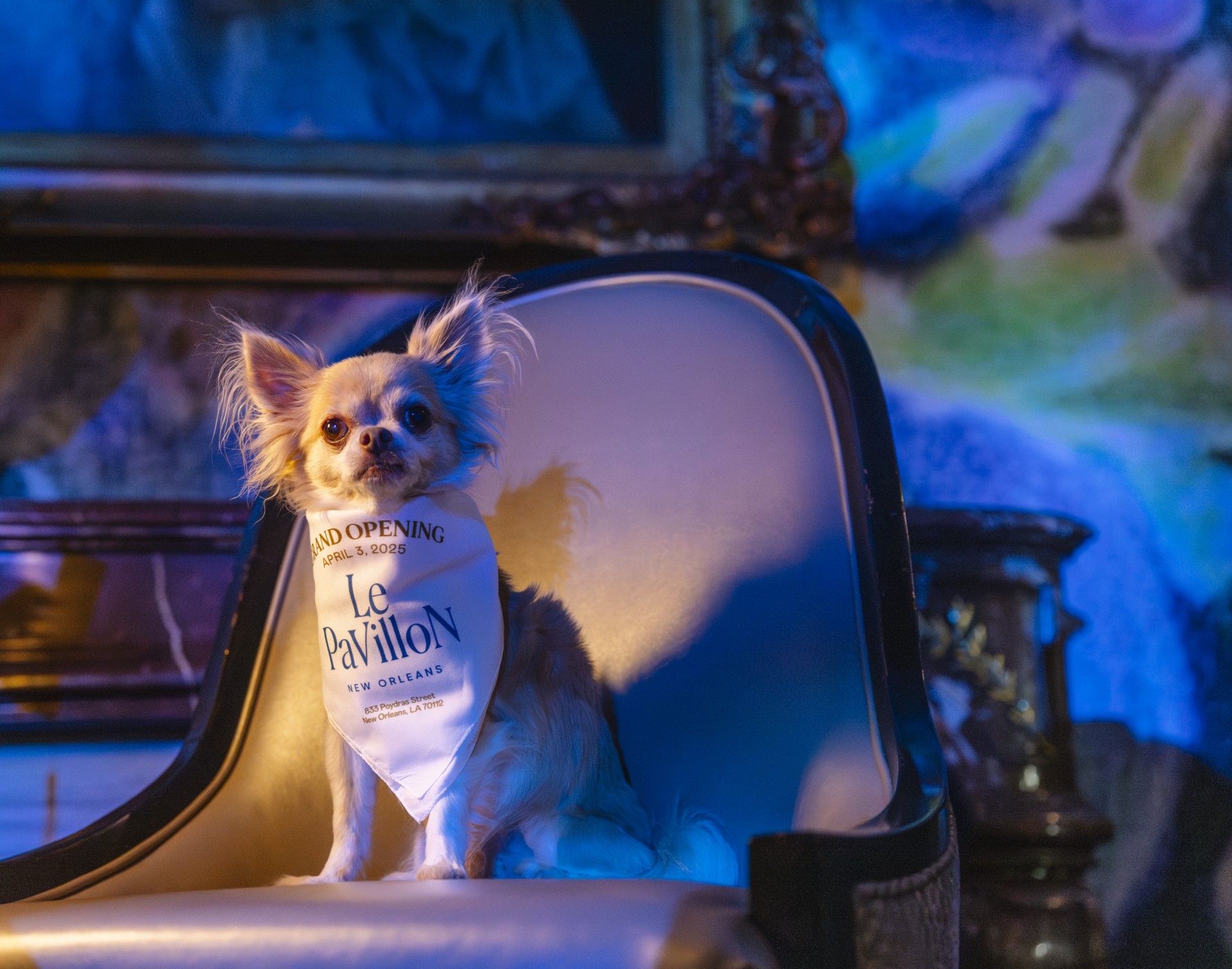 a dog sitting on a chair