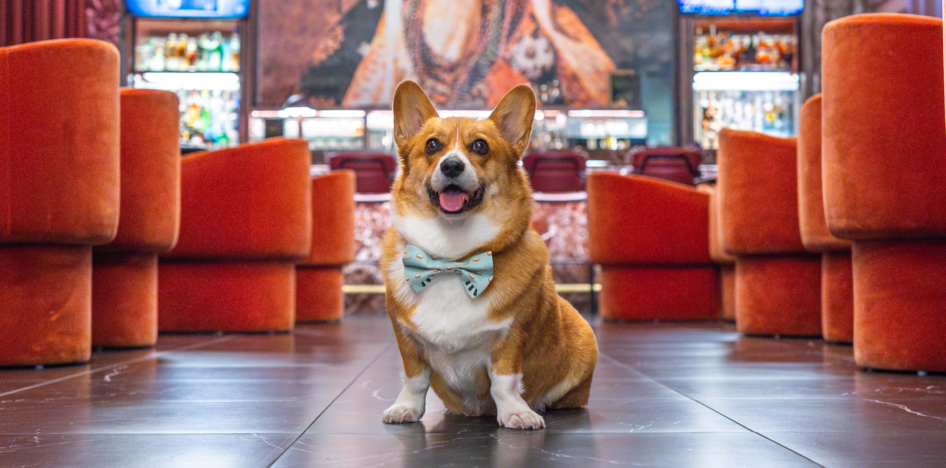a dog with a bowtie sitting on the floor