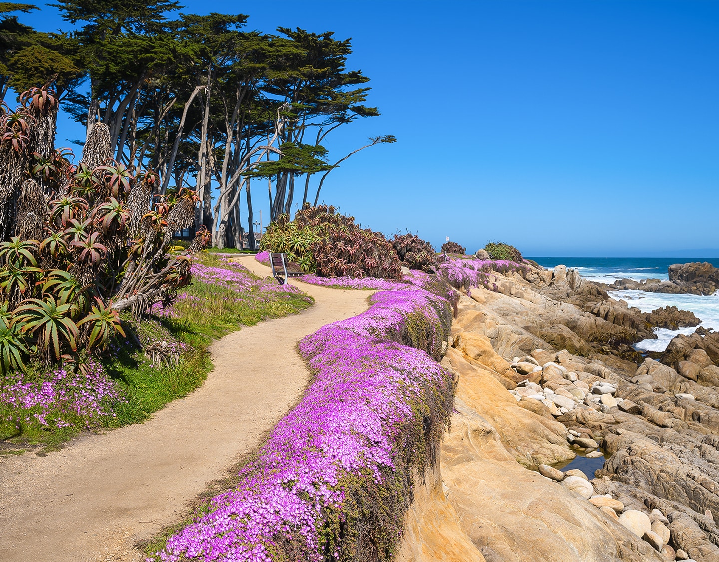 a path with purple flowers on a rocky beach