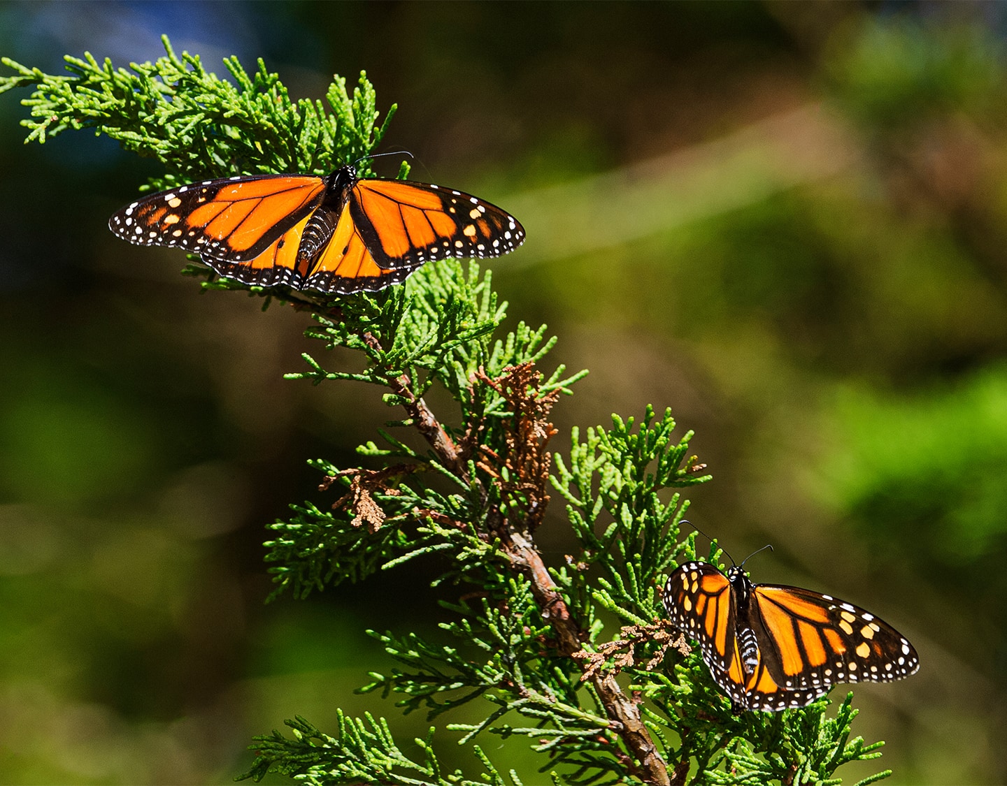butterflies on a branch with green leaves