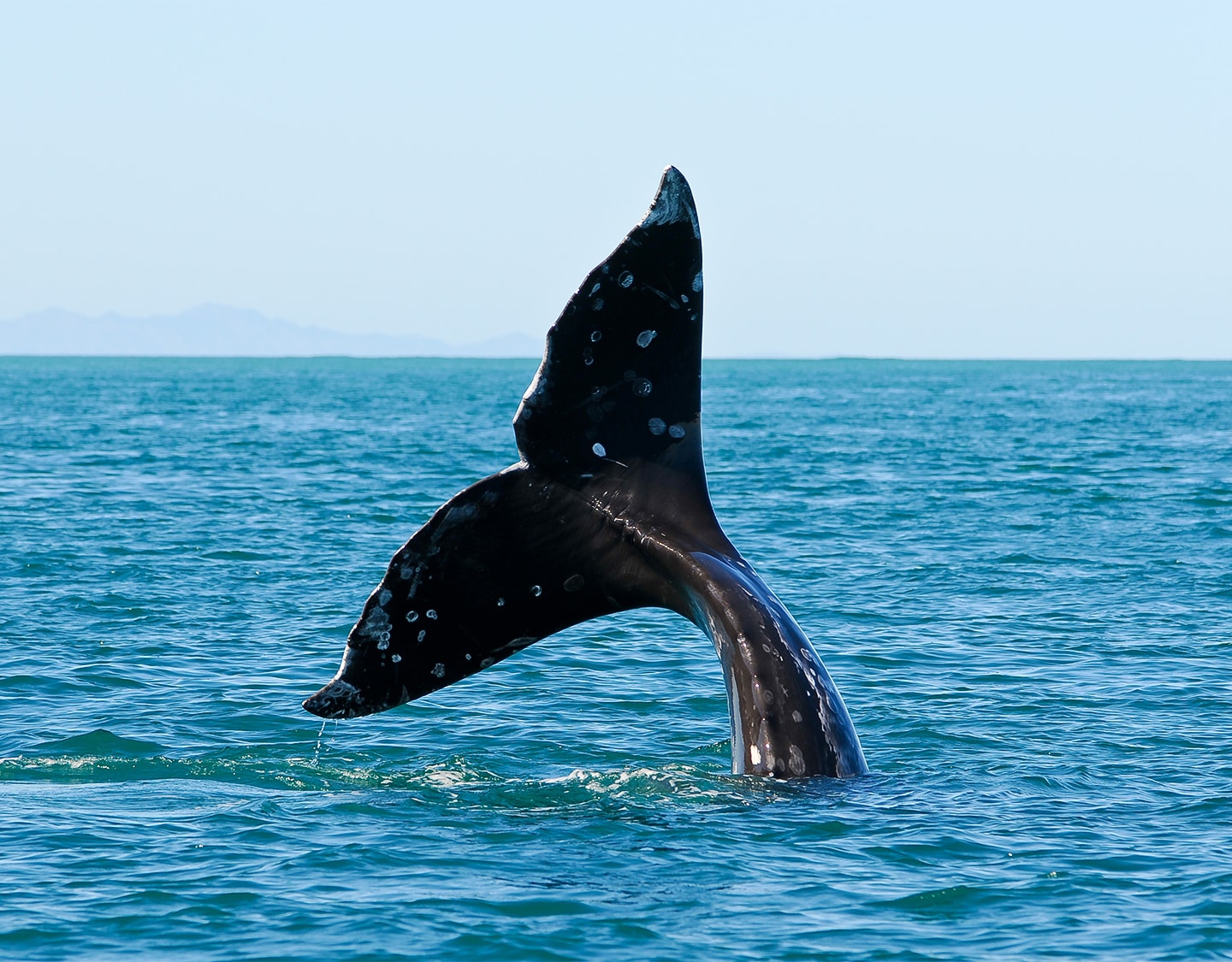 a whale tail in the water
