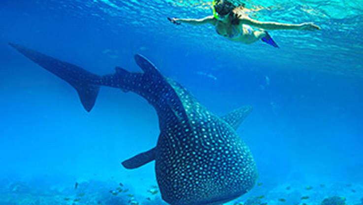 Whale Shark