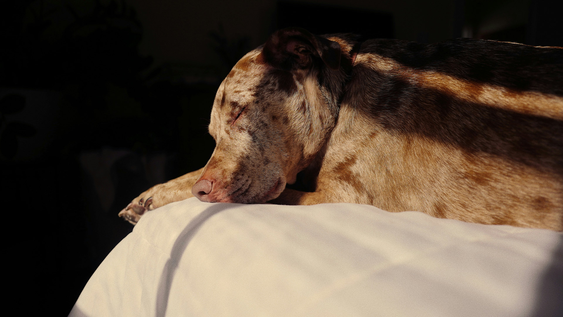 a dog lying on a bed