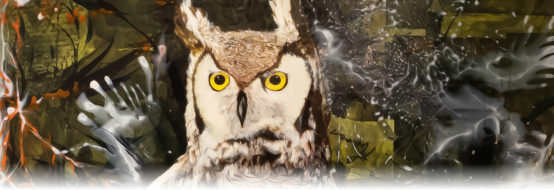 a close up of an owl