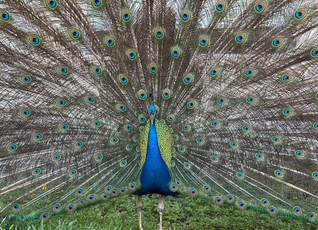 a peacock with its tail feathers spread out