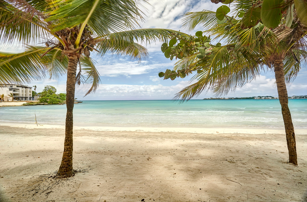 a palm trees on a beach