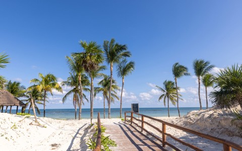 a walkway to a beach with palm trees