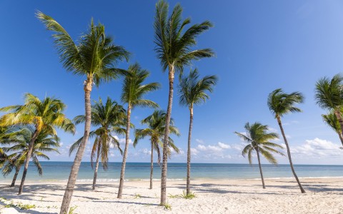 a group of palm trees on a beach