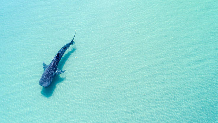 whale shark