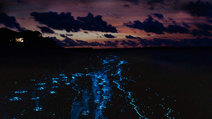 bioluminescence 