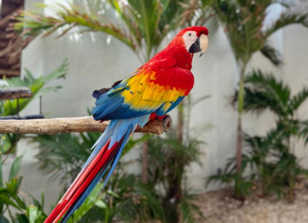 a colorful parrot sitting on a branch