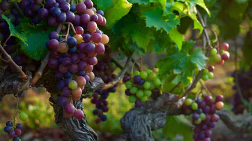 a bunch of grapes on a vine