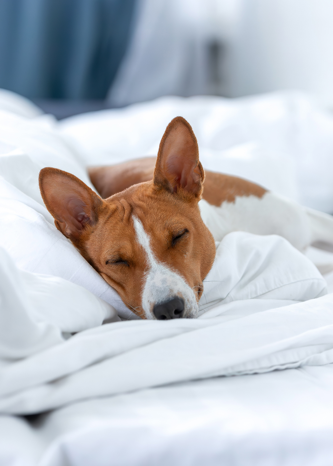 a dog sleeping on a bed
