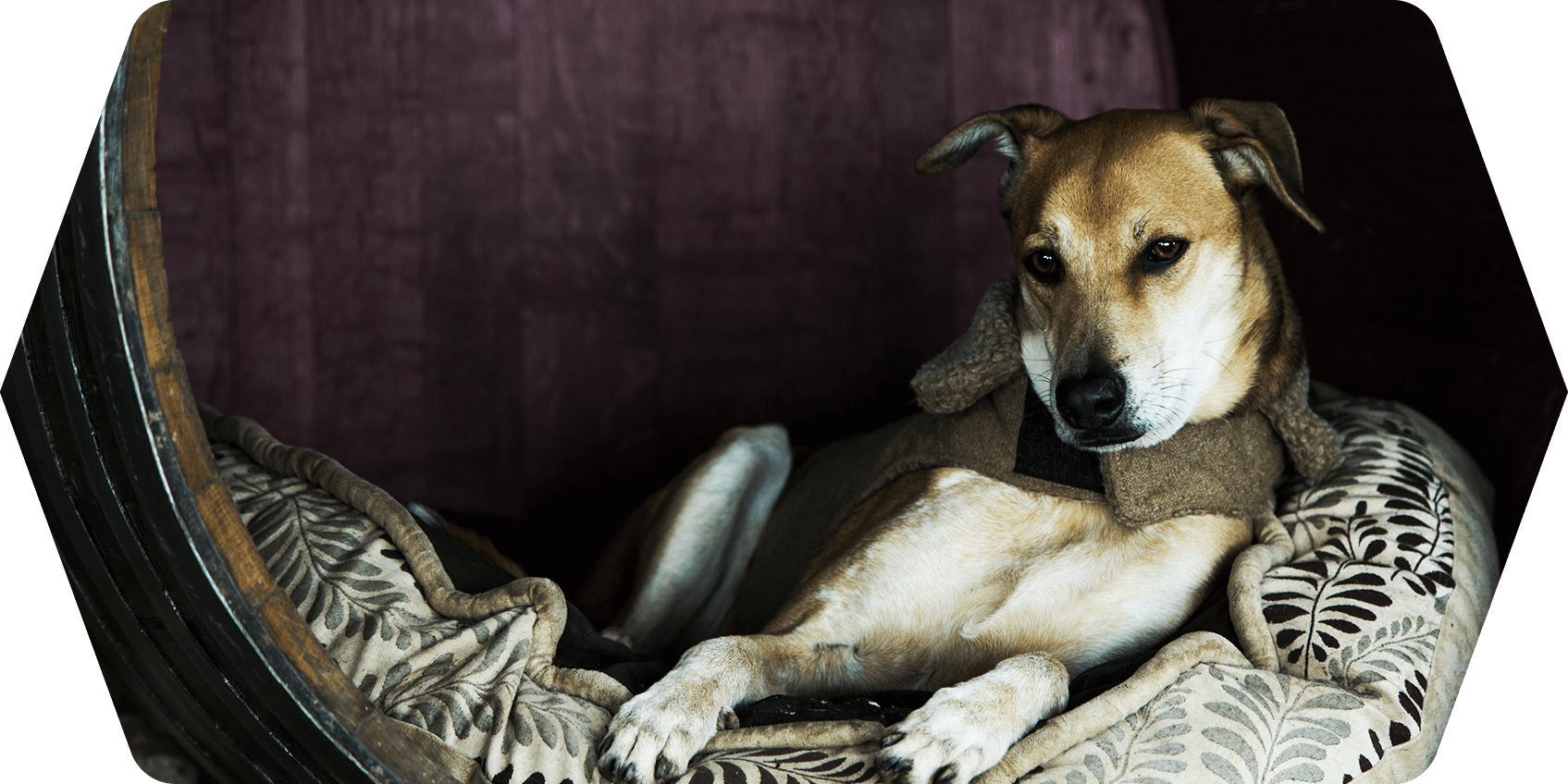 a dog lying on a couch