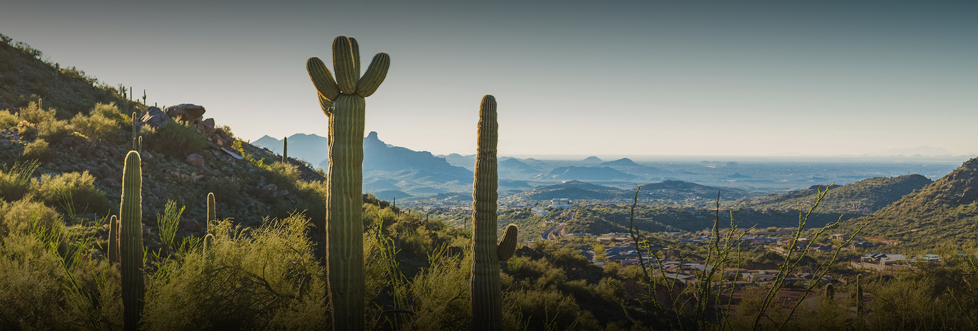 a cactus in the desert